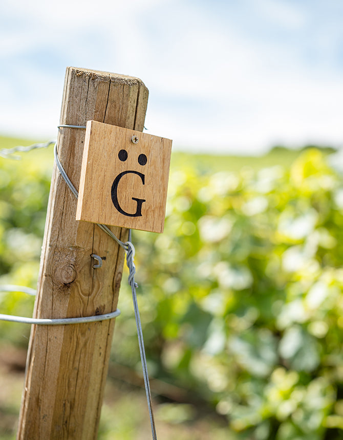 Every vintage begins in the Grand Cru vineyards of Aÿ, where each harvest contributes its own voice before becoming part of the perpetual reserve.